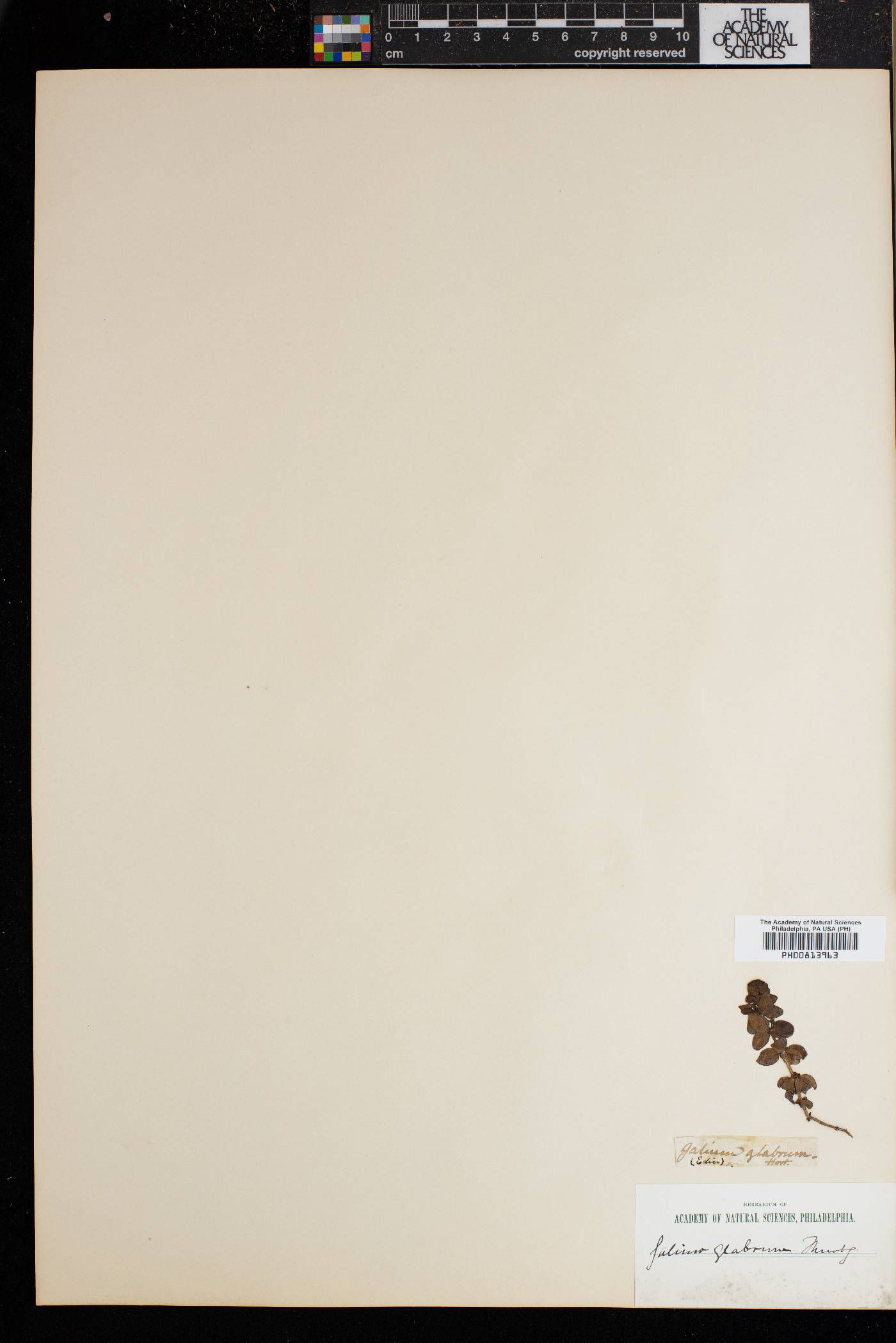 Galium glabrum image