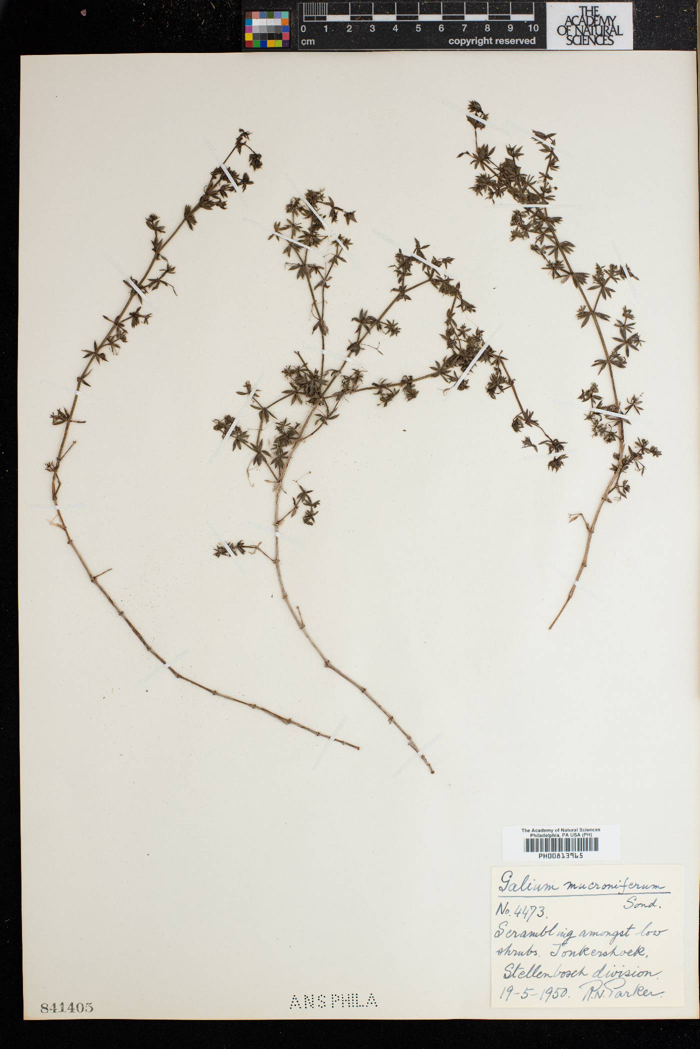 Galium mucroniferum image