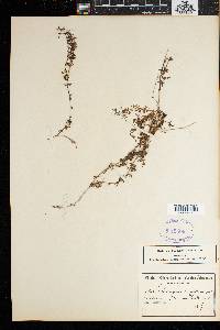 Galium mucroniferum image