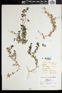 Galium tomentosum image