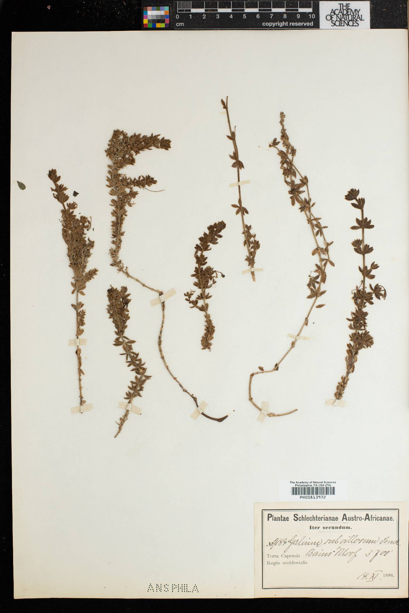 Galium subvillosum image