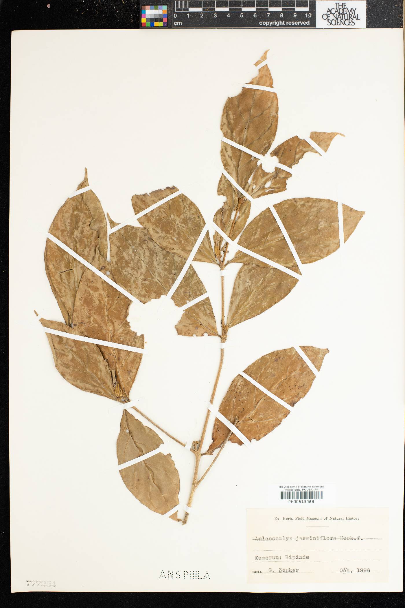 Aulacocalyx jasminiflora image