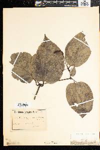Media resource of Atractogyne stenocarpa