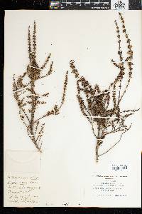 Image of Anthospermum aethiopicum