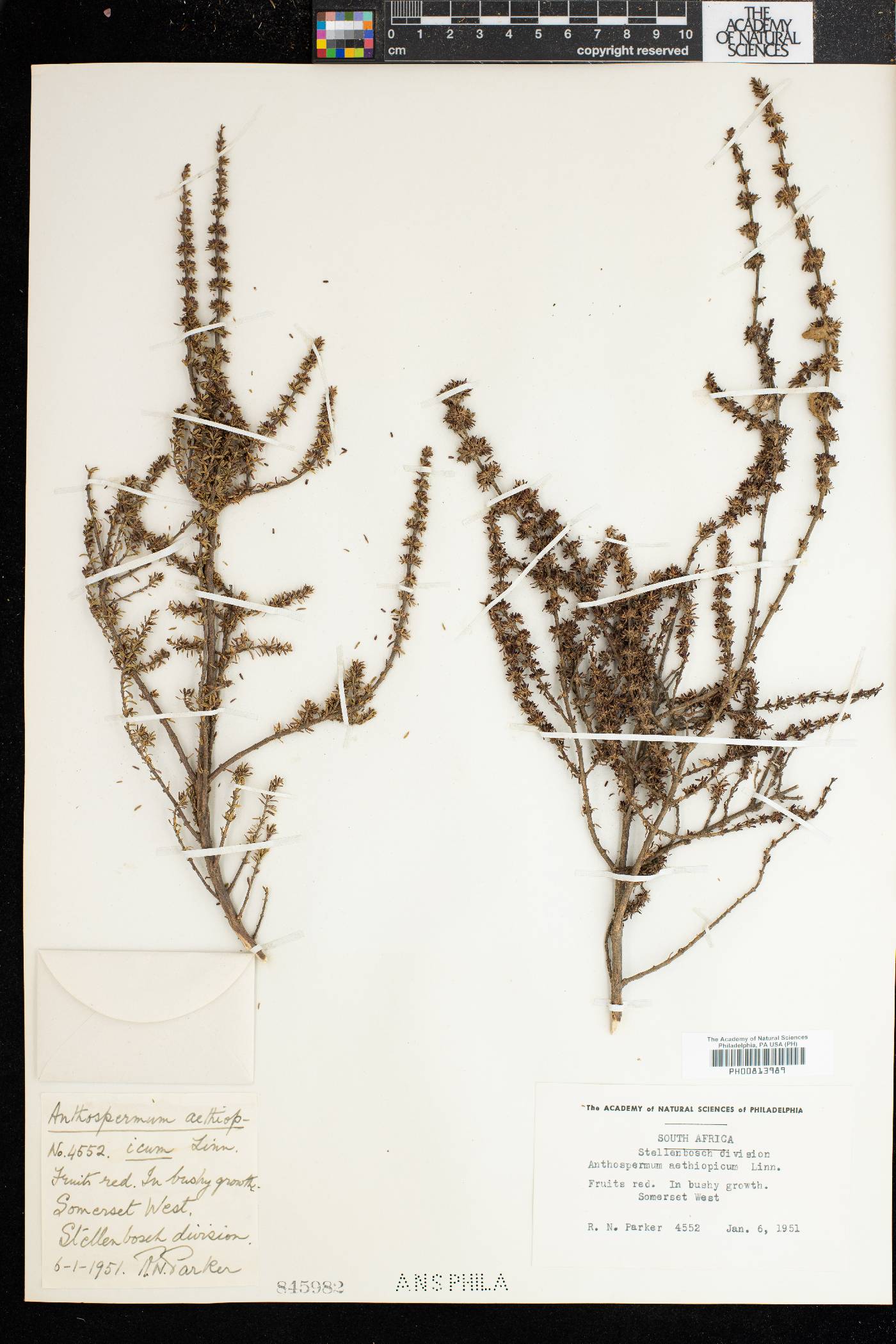 Anthospermum aethiopicum image