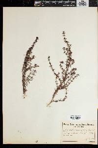 Anthospermum bergianum image
