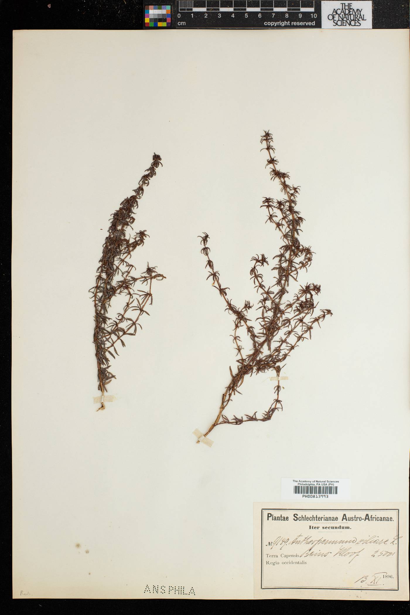 Anthospermum bergianum image