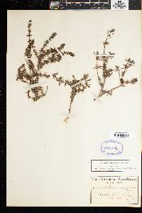 Image of Anthospermum hirtum
