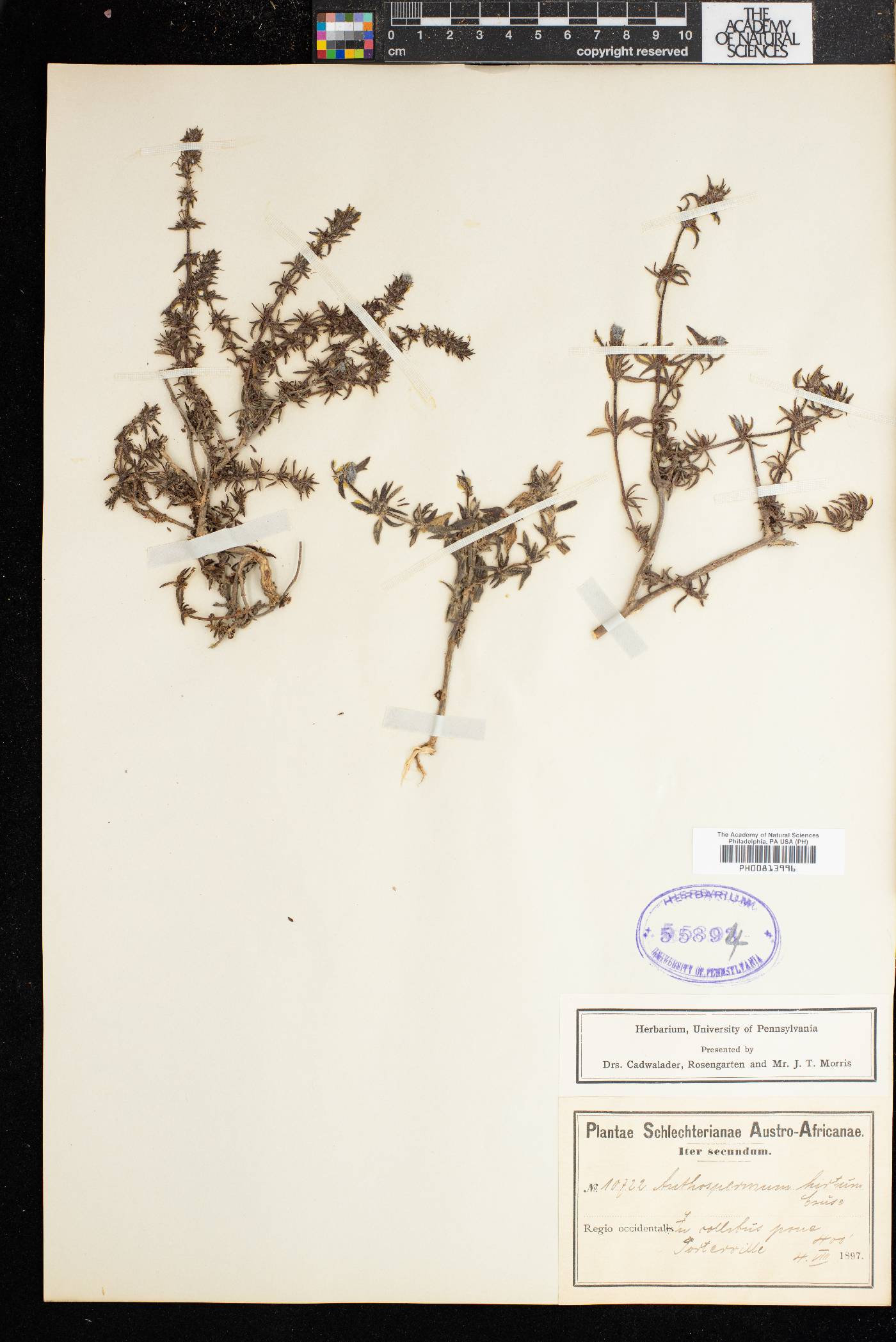 Anthospermum hirtum image