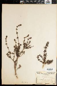 Anthospermum hirtum image