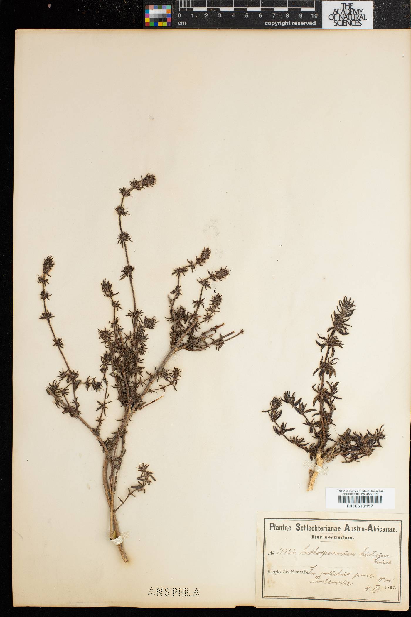 Anthospermum hirtum image