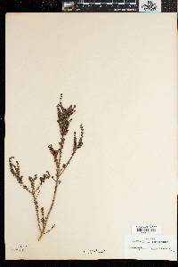 Image of Anthospermum ericifolium