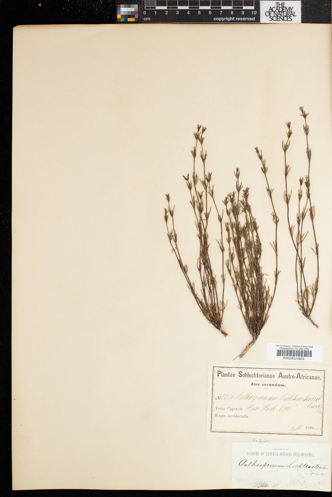 Anthospermum ericifolium image