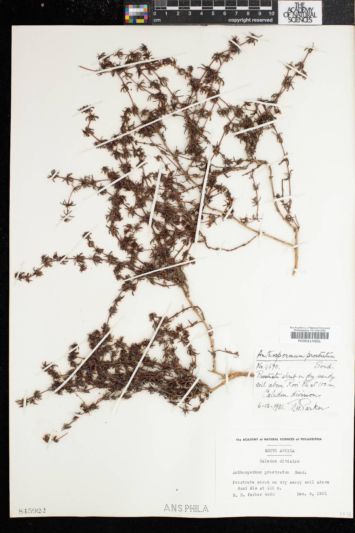 Anthospermum prostratum image
