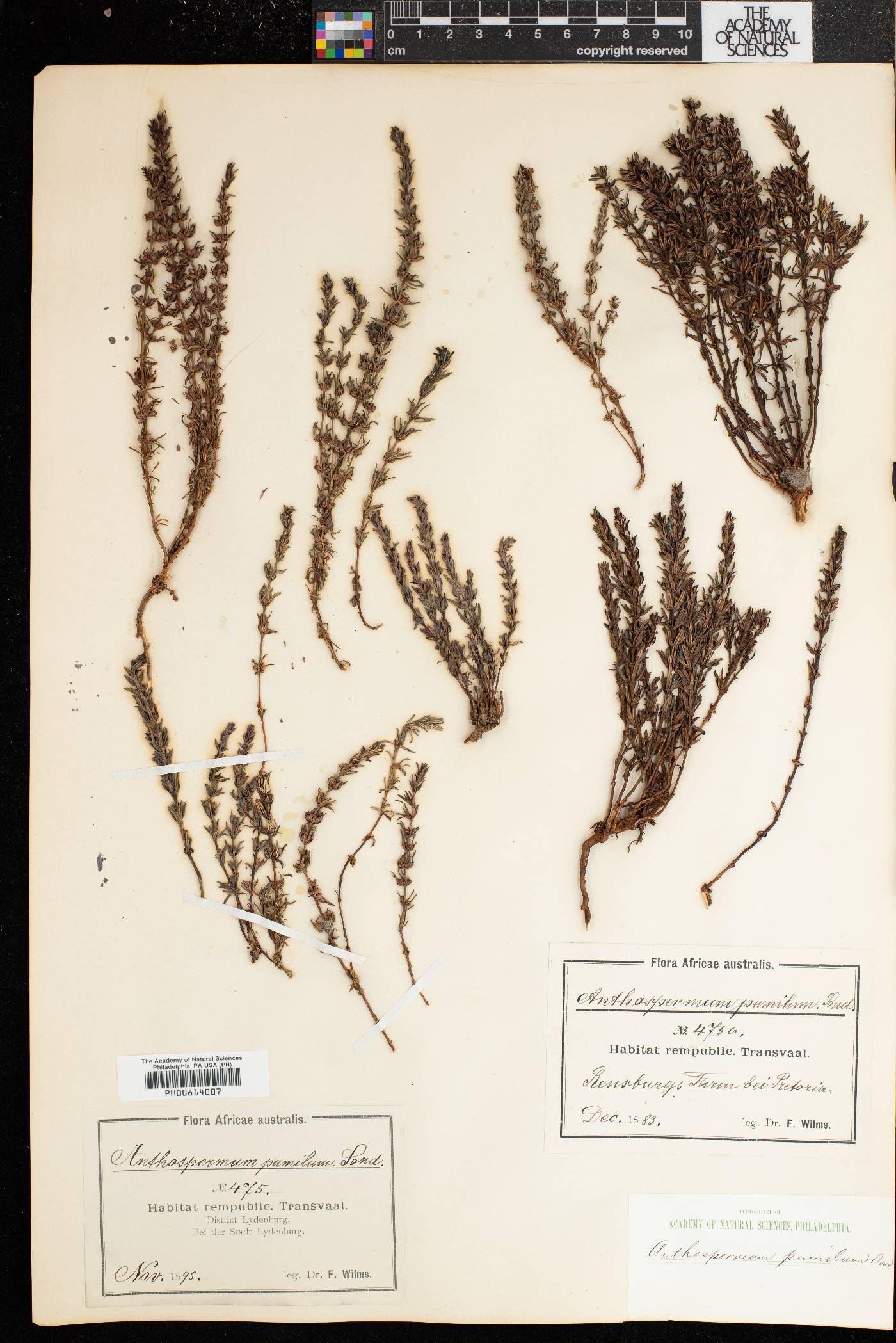 Anthospermum rigidum subsp. pumilum image