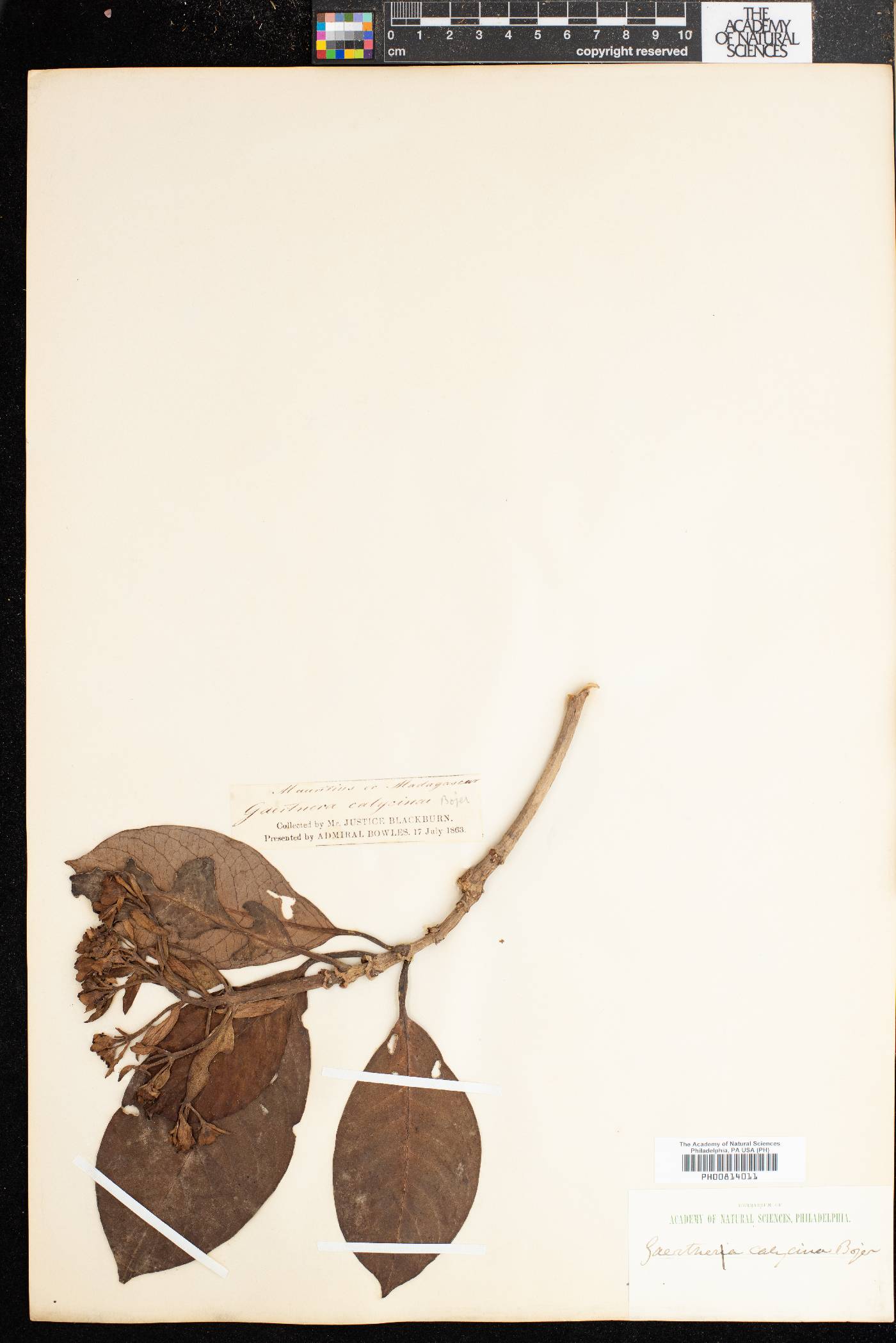 Gaertnera calycina image