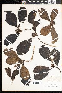Media resource of Chassalia capitata