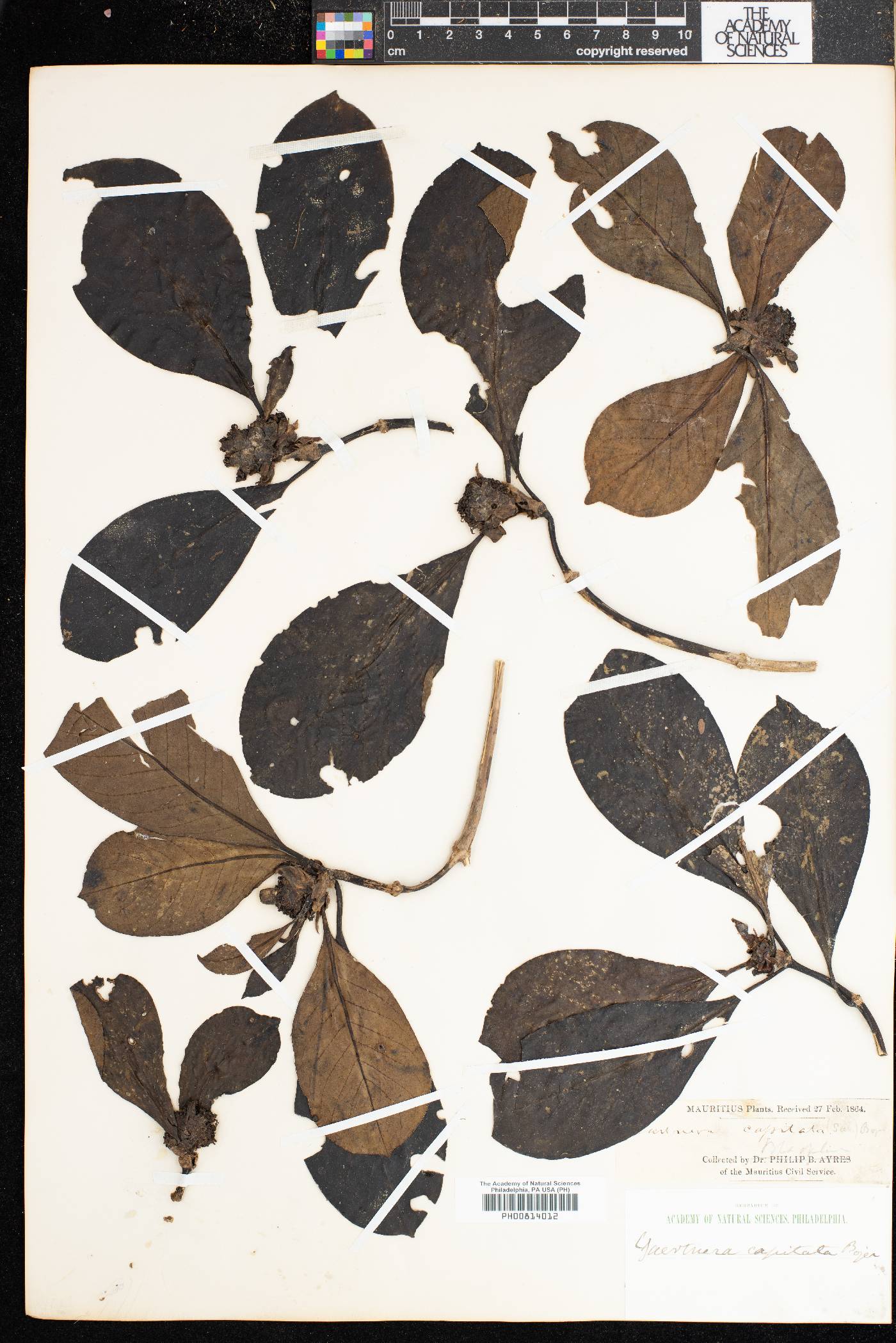 Chassalia capitata image