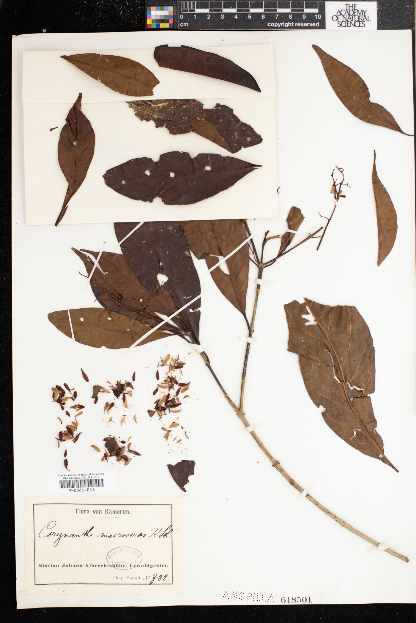 Corynanthe macroceras image