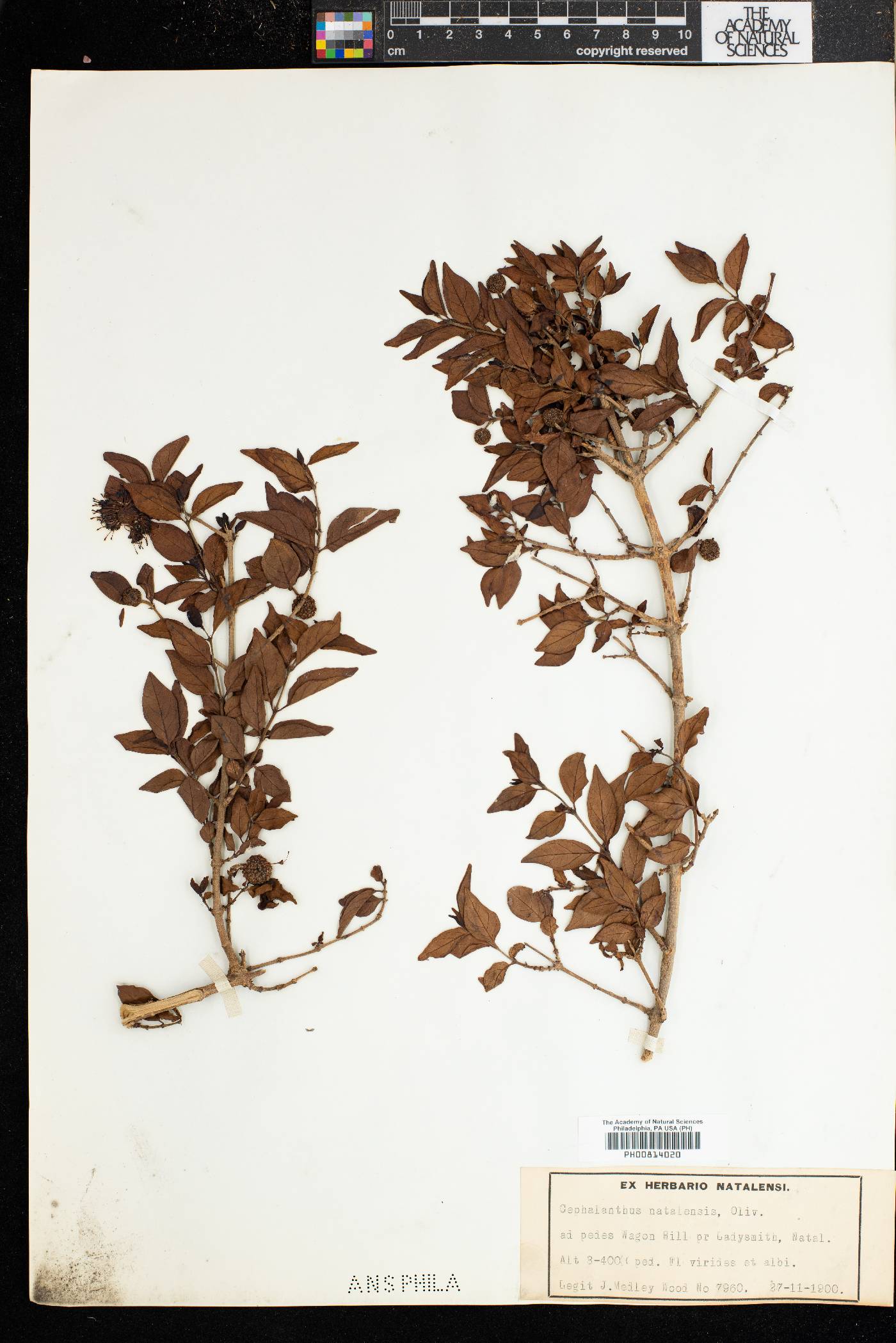 Cephalanthus natalensis image