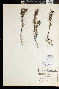 Media resource of Carpacoce heteromorpha