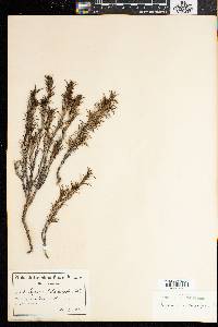 Carpacoce heteromorpha image