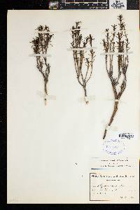 Media resource of Carpacoce scabra