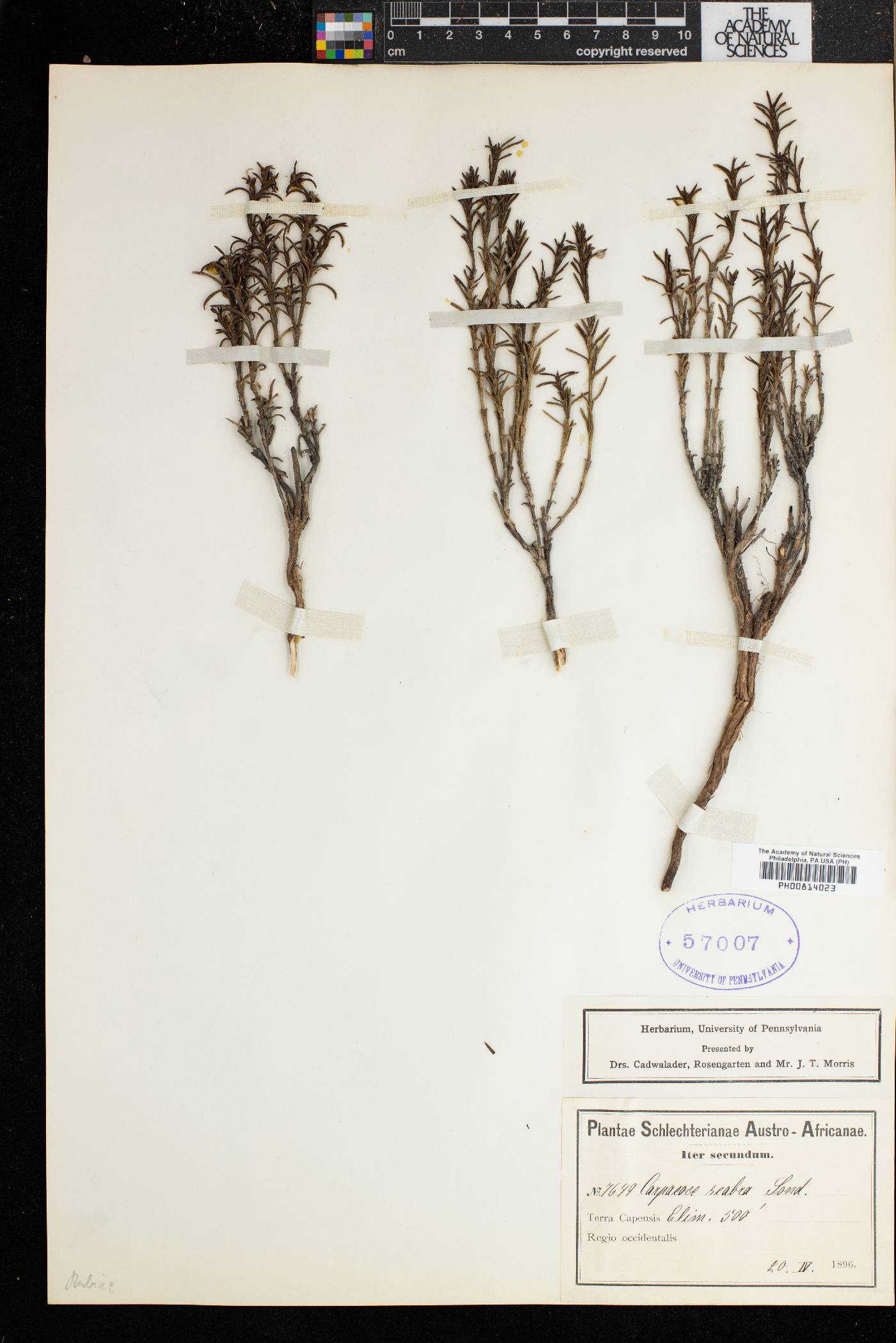 Carpacoce scabra image