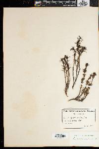 Carpacoce scabra image