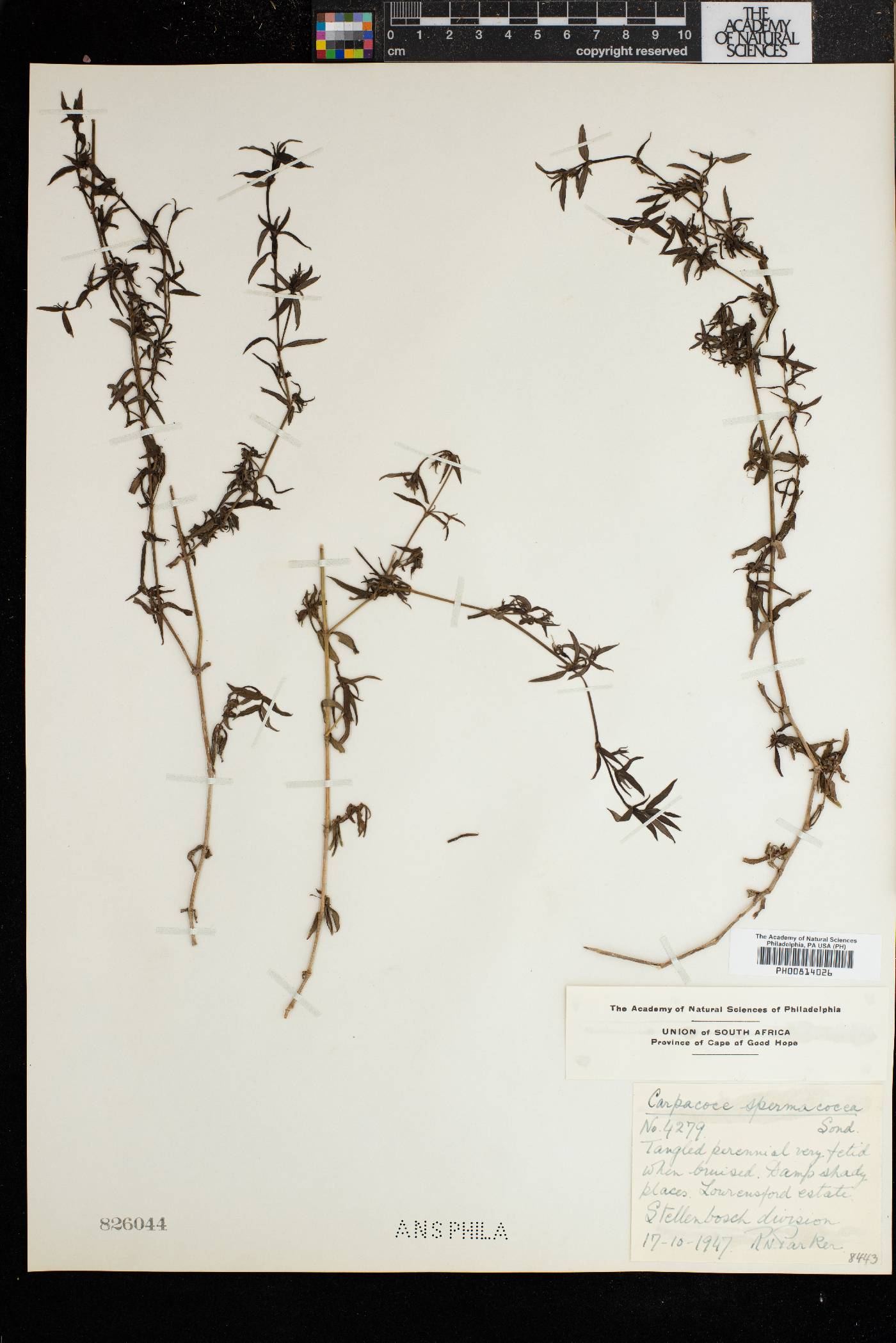 Carpacoce spermacocea image