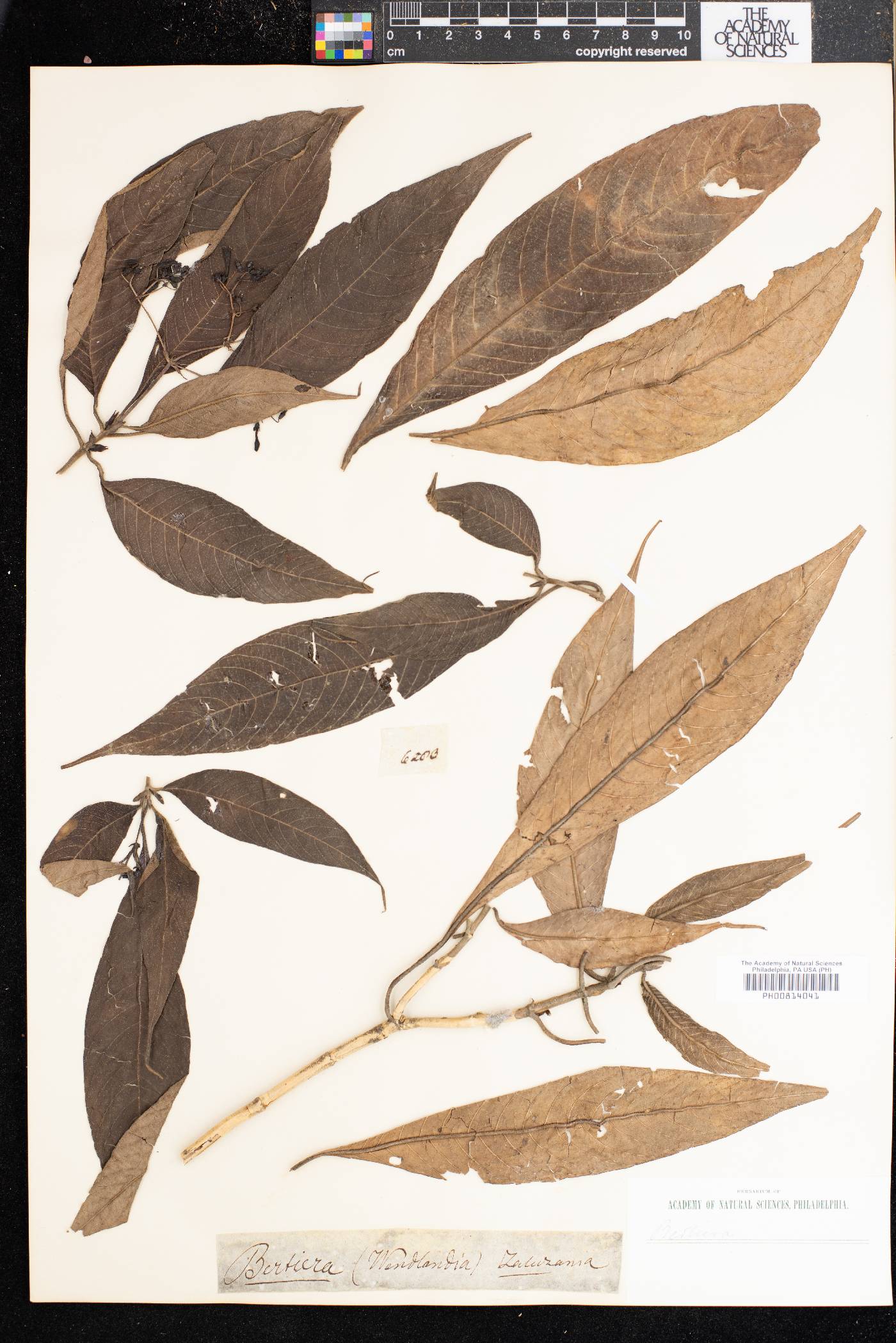 Bertiera zaluzania image