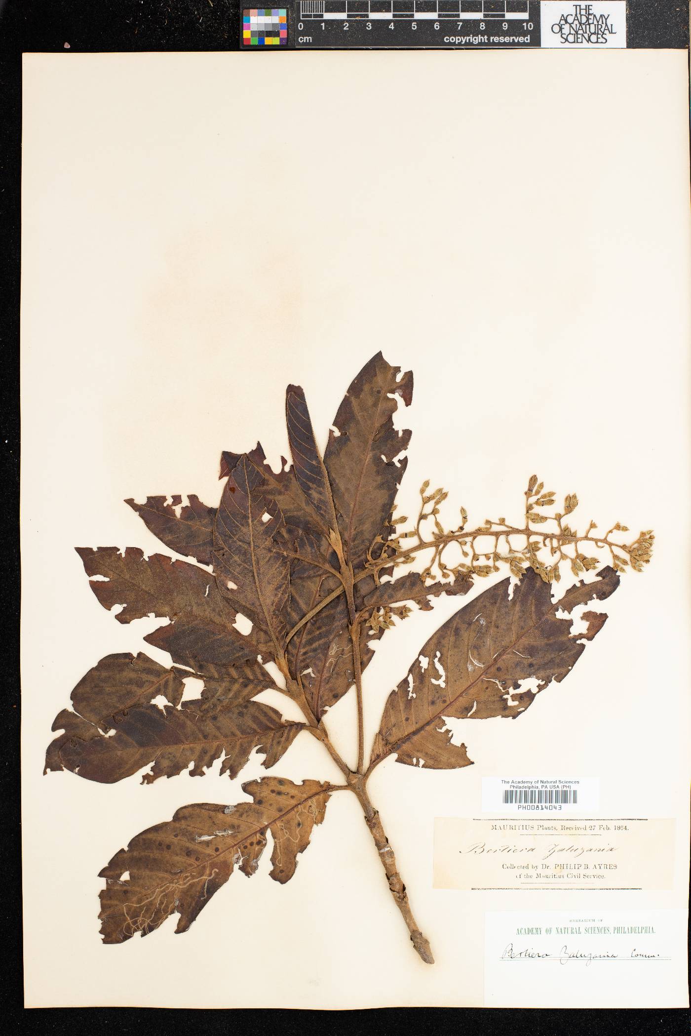 Bertiera zaluzania image