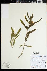Image of Crabbea angustifolia