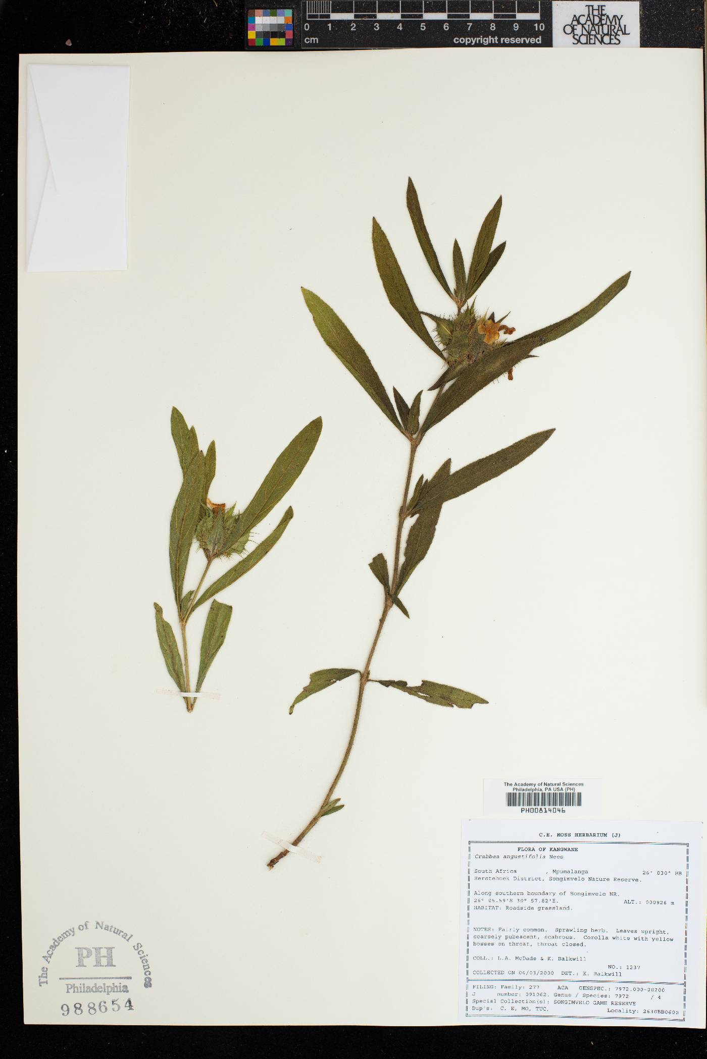 Crabbea angustifolia image