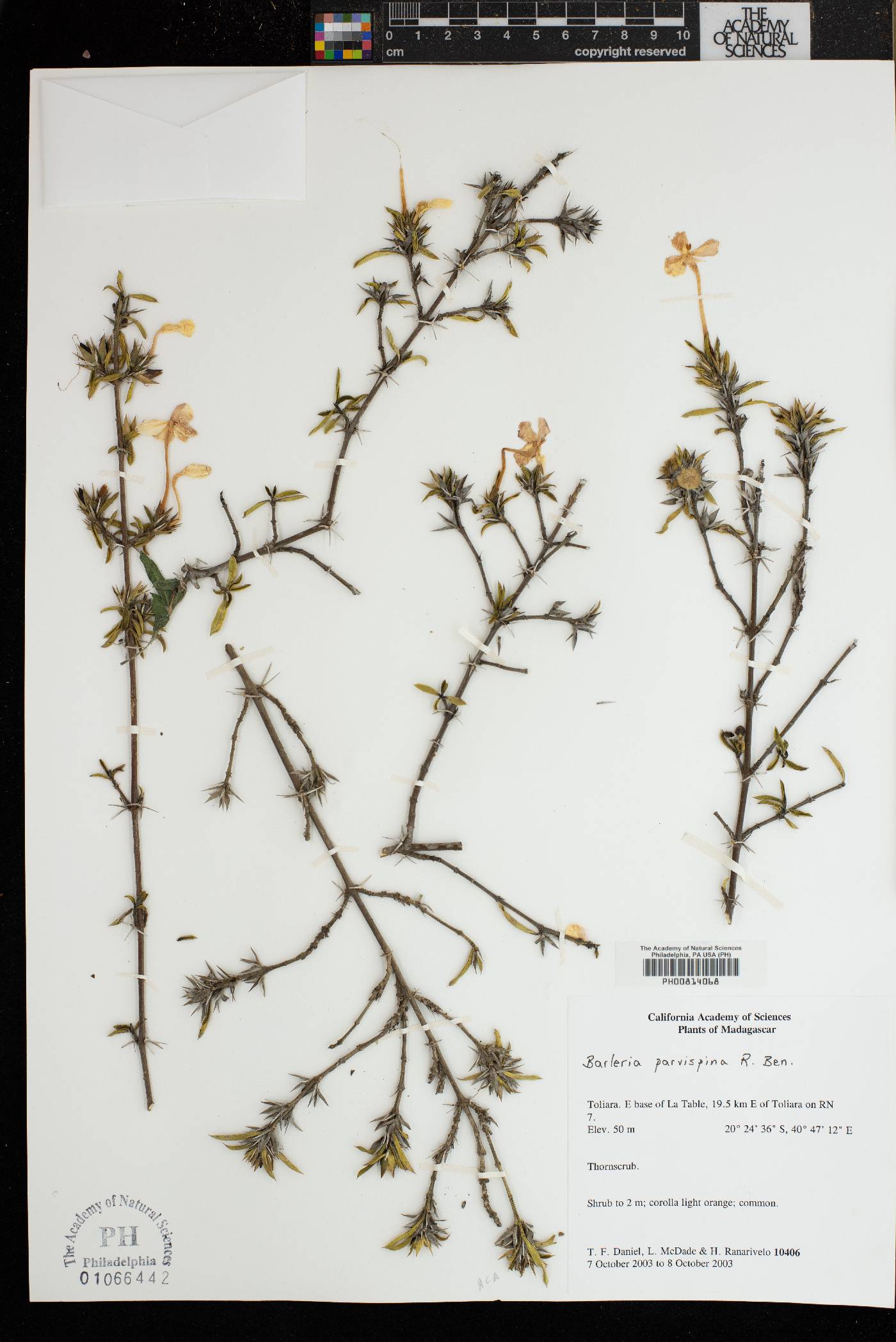 Barleria parvispina image