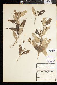 Avicennia officinalis image