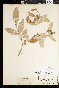 Avicennia officinalis image