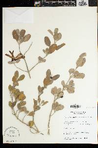 Image of Anisotes madagascariensis