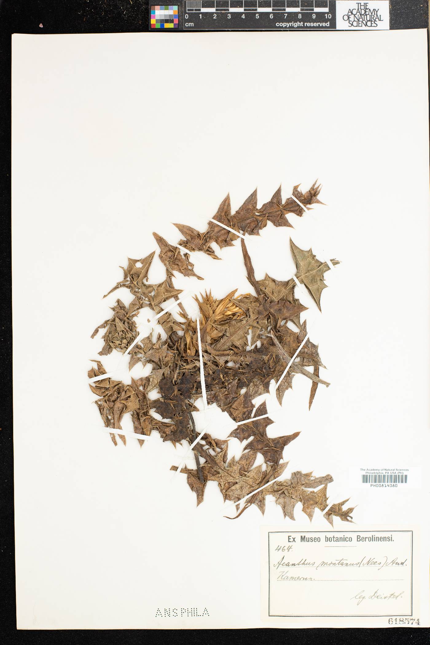 Acanthus montanus image