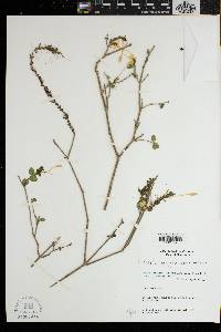 Image of Ecbolium madagascariense