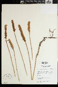 Image of Lankesteria glandulosa