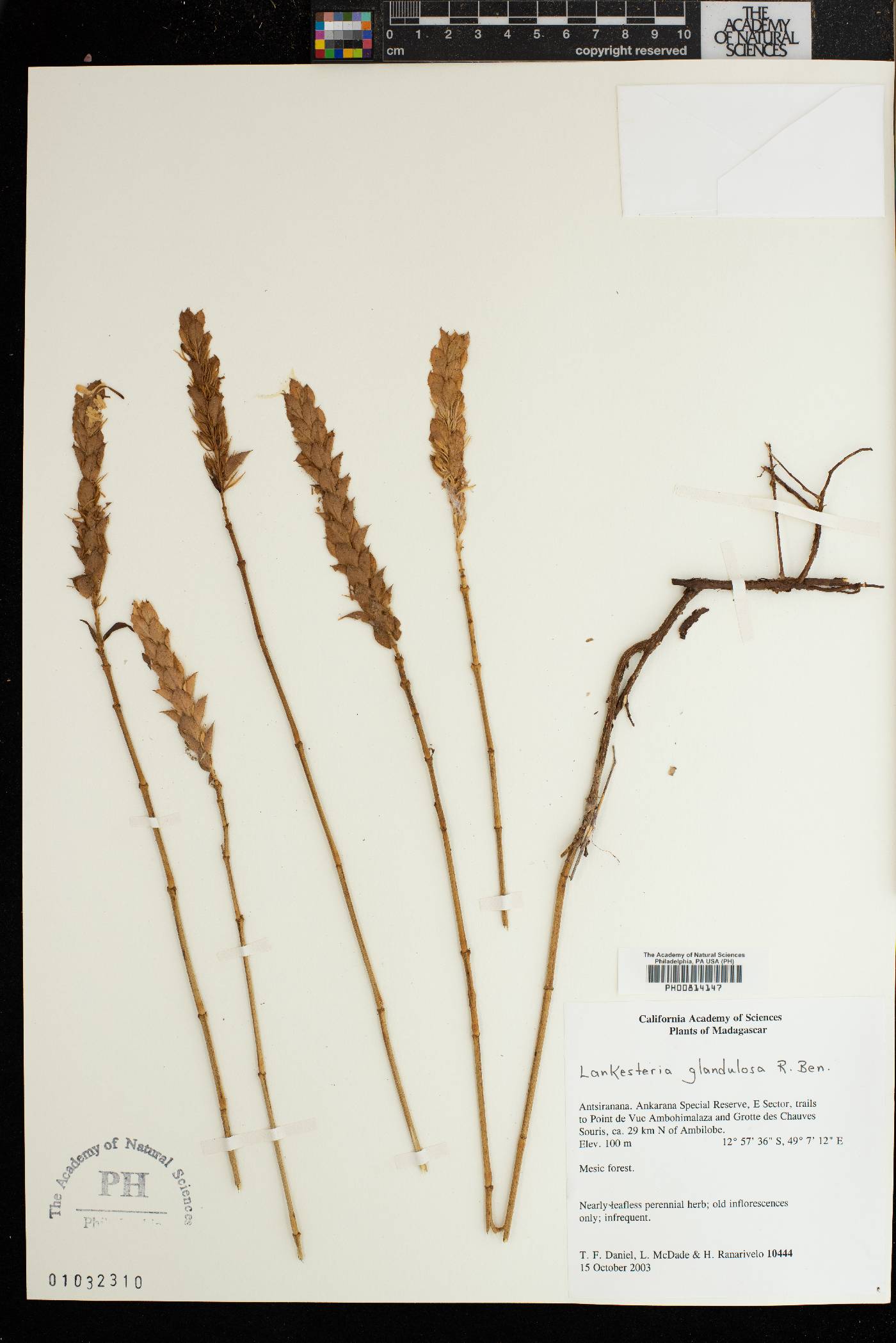 Lankesteria glandulosa image