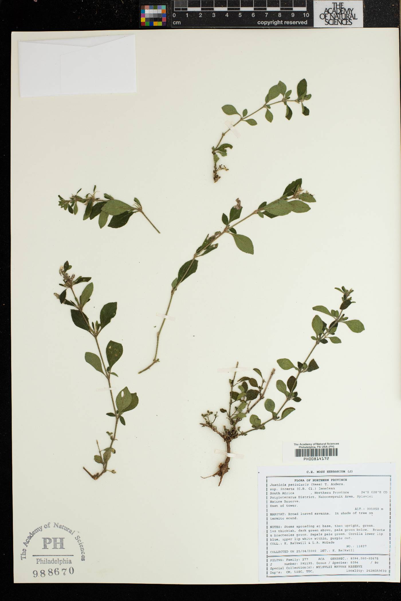 Justicia petiolaris subsp. petiolaris image