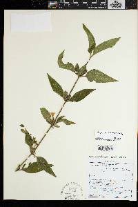 Image of Ruellia otaviensis