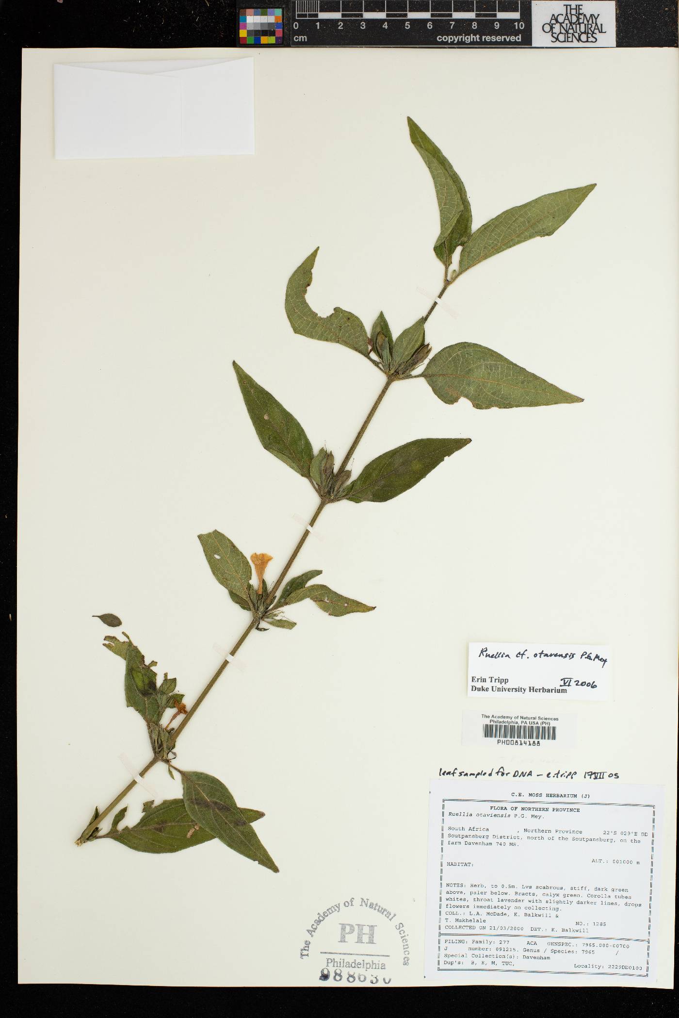 Ruellia otaviensis image