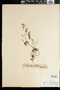 Rhinacanthus nasutus image