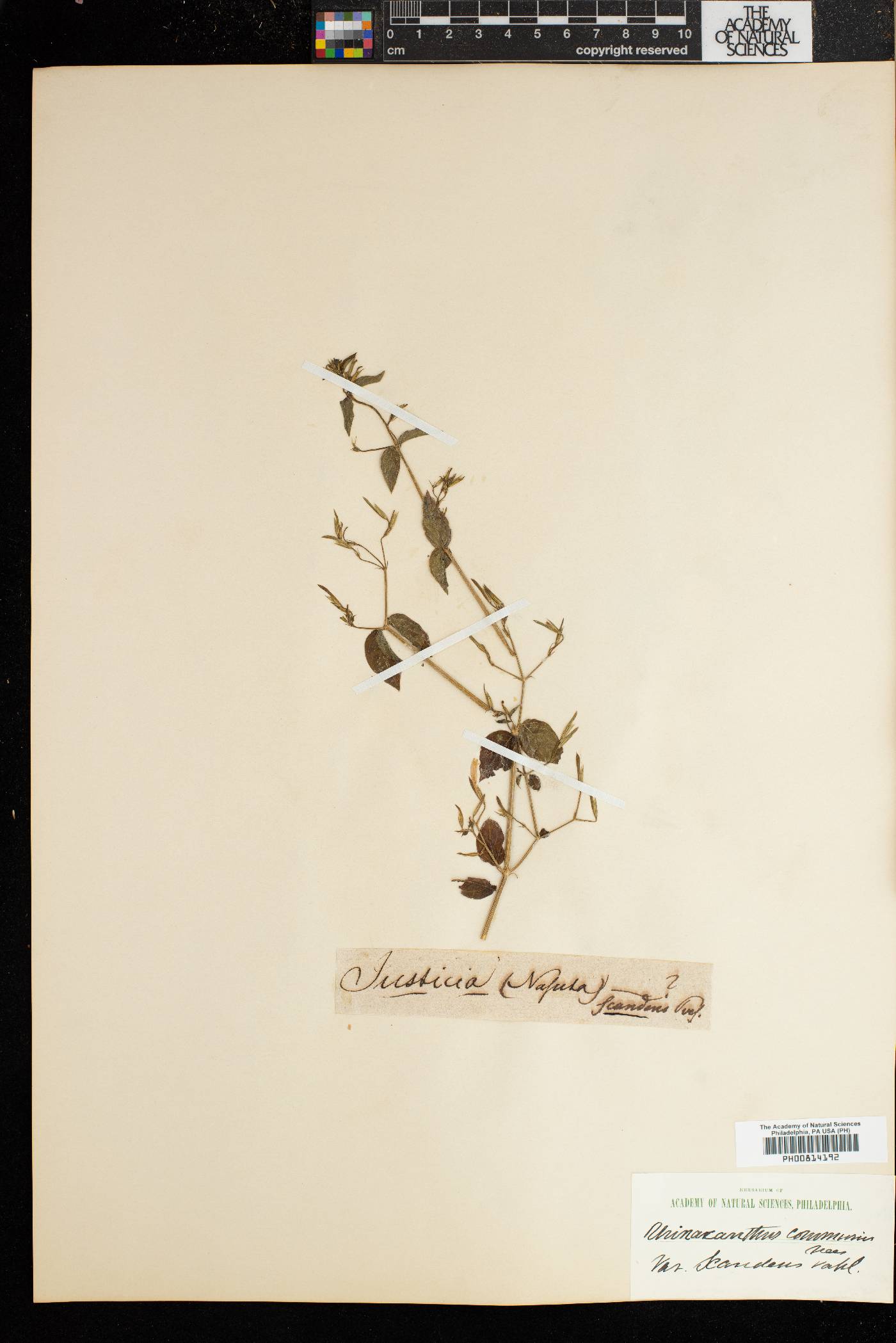 Rhinacanthus image