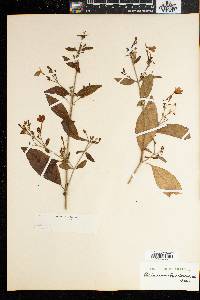 Rhinacanthus nasutus image