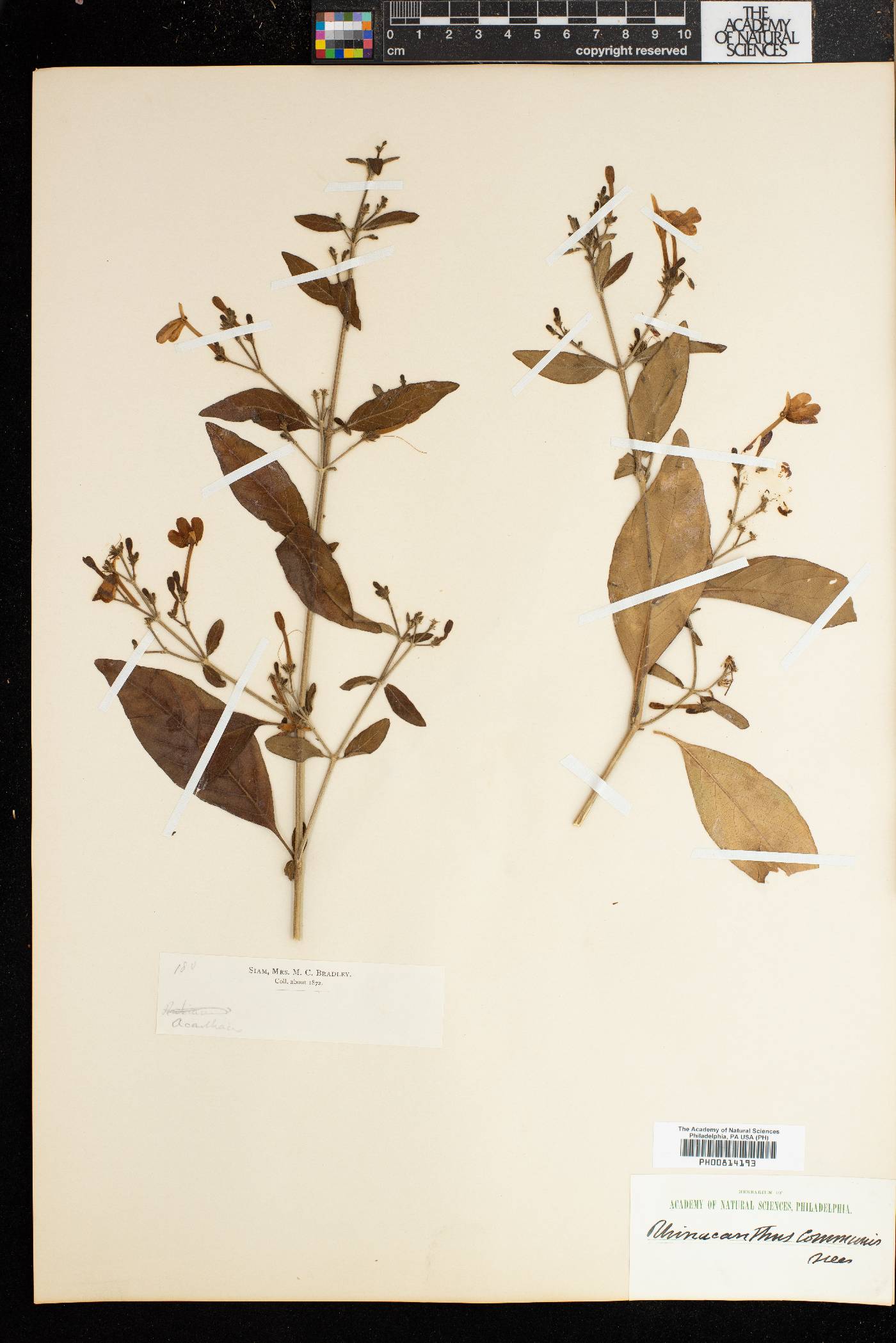 Rhinacanthus image