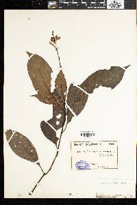 Image of Pseuderanthemum tunicatum